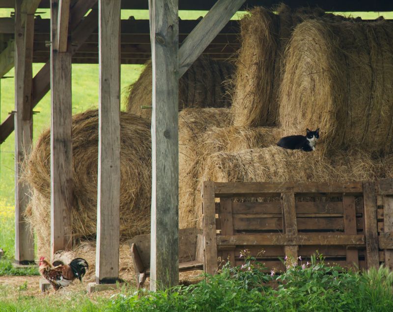 Cost of Pole Barn Building — Cost of Pole Barn Building