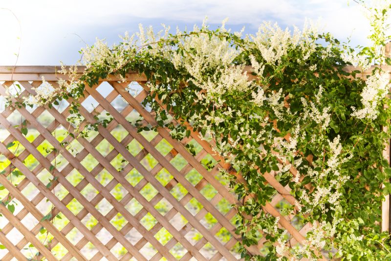 Grape Trellis Installation in Conroe, TX