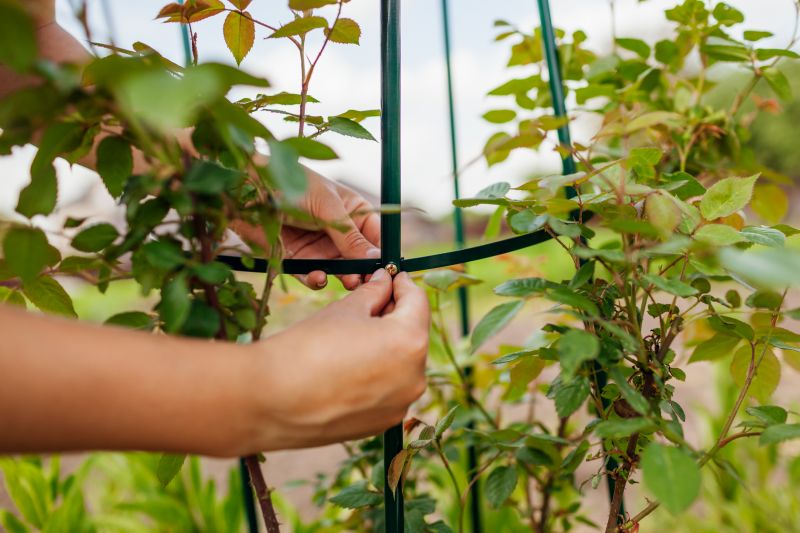Rose Trellis Installation in Kansas City, KS